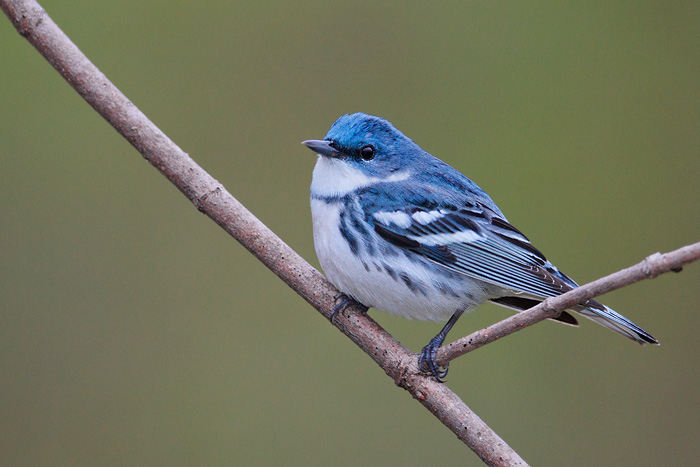 Cerulean warbler