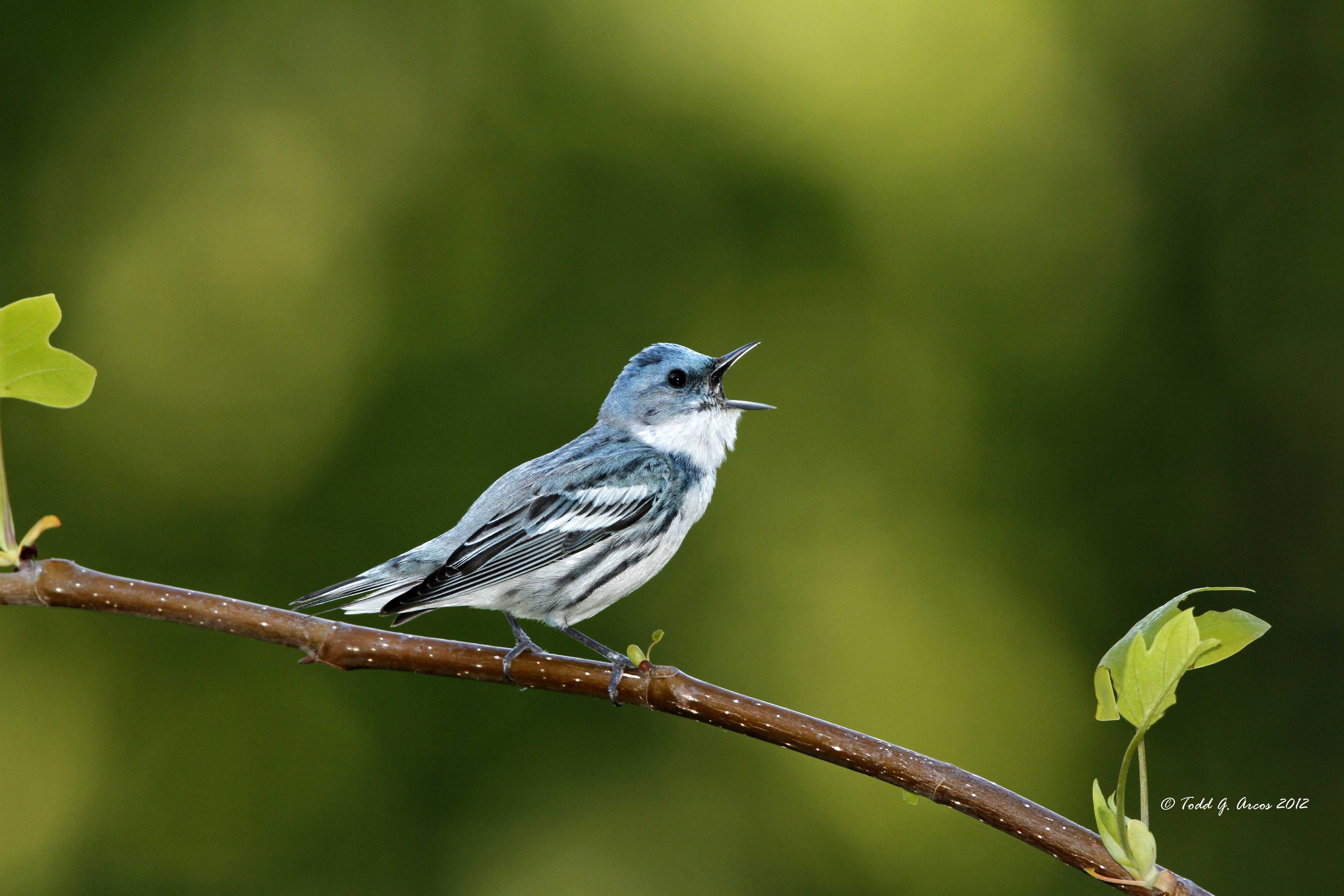 Pretty Cerulean warbler