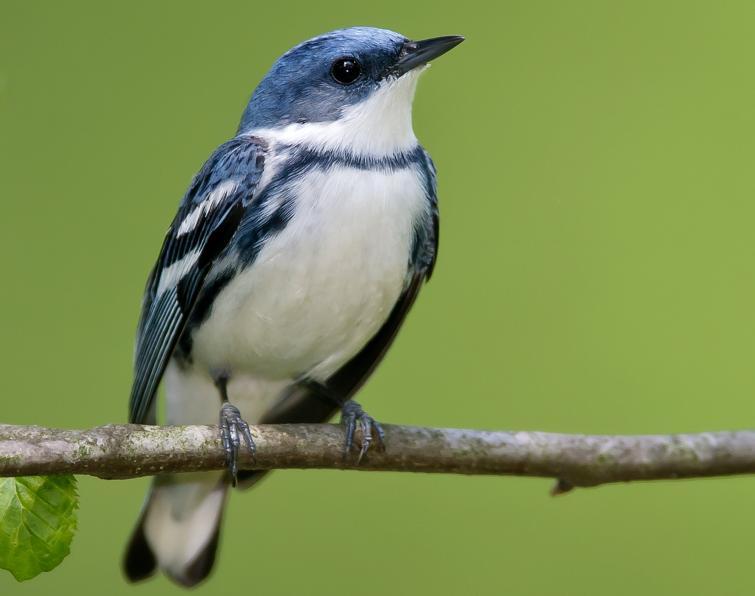 Pretty Cerulean warbler