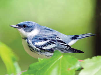 Pretty Cerulean warbler