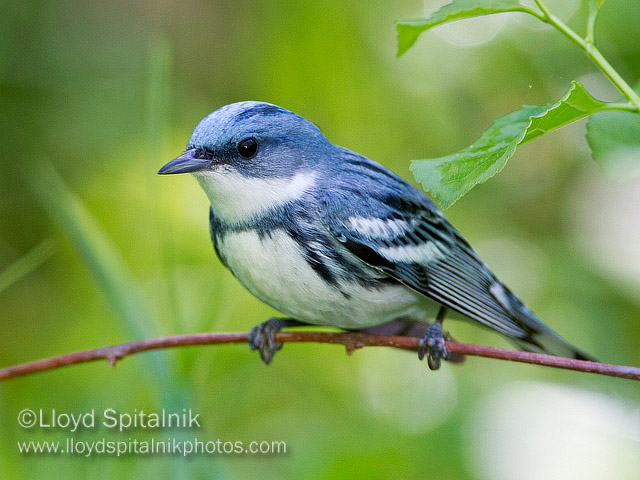 Pretty Cerulean warbler
