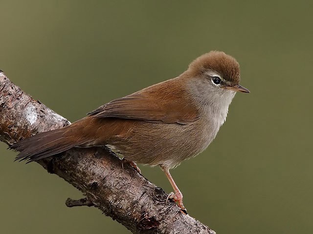 Cetti’s warbler