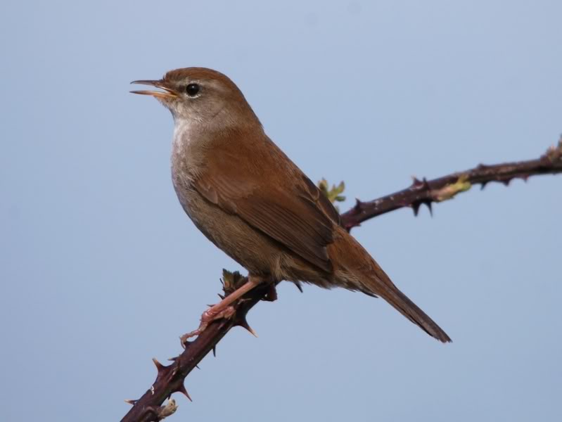 Pretty Cetti’s warbler