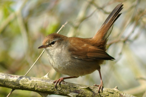 Pretty Cetti’s warbler