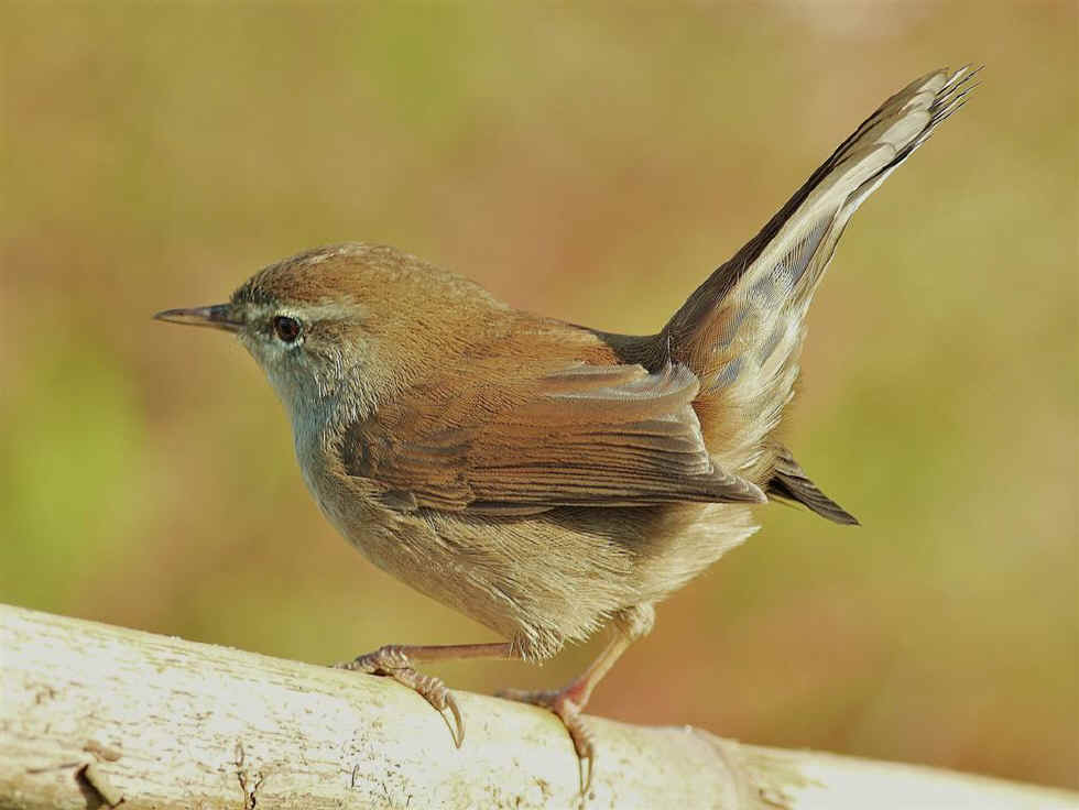 Pretty Cetti’s warbler