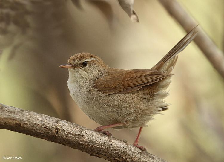 Pretty Cetti’s warbler