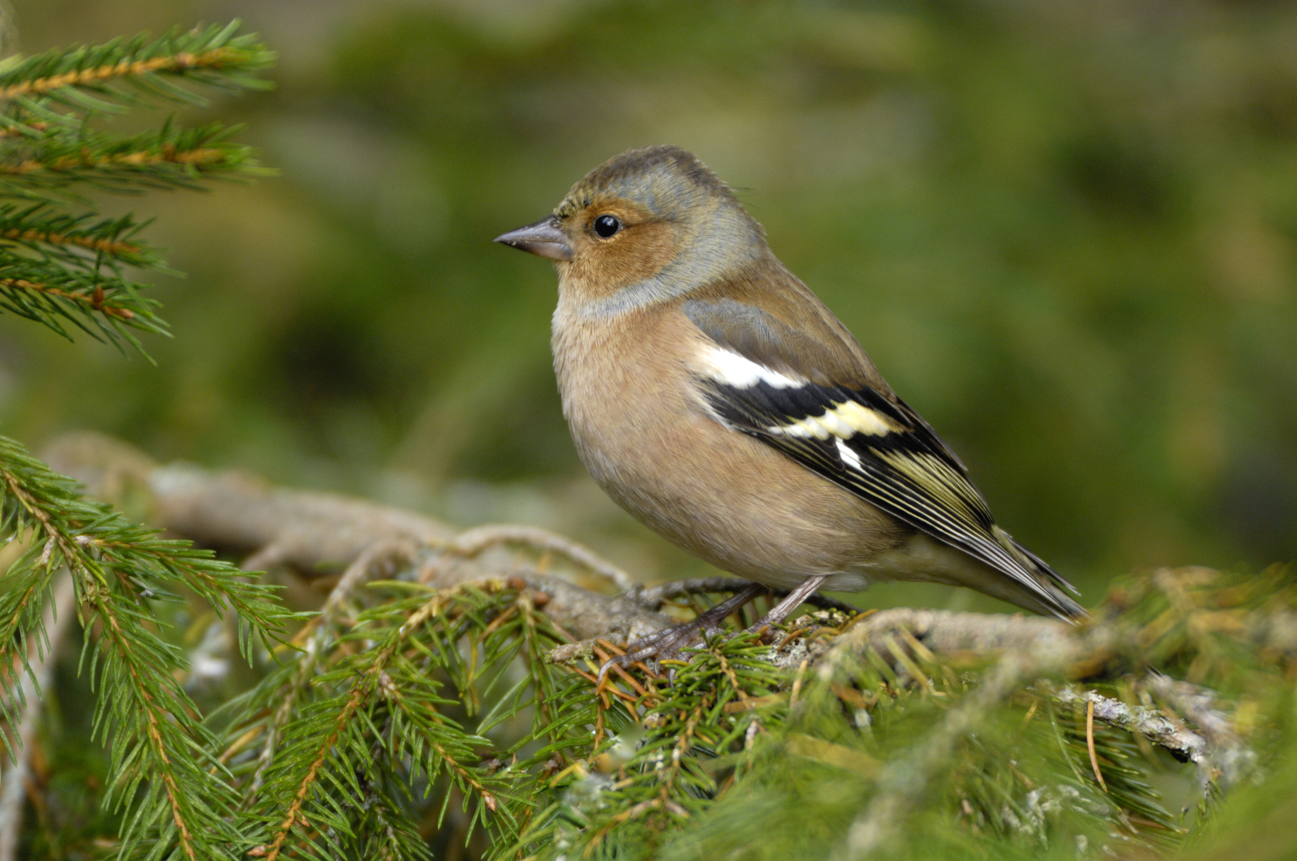 Pretty Chaffinch