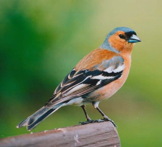 Pretty Chaffinch