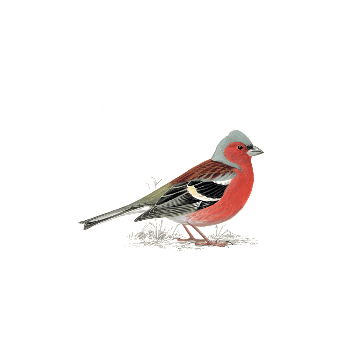 Pretty Chaffinch