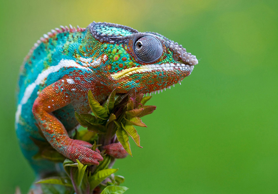 Pretty Chameleon