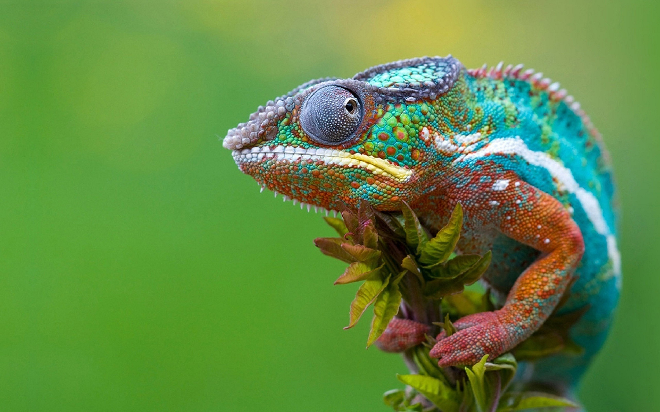 Wallpaper Chameleon