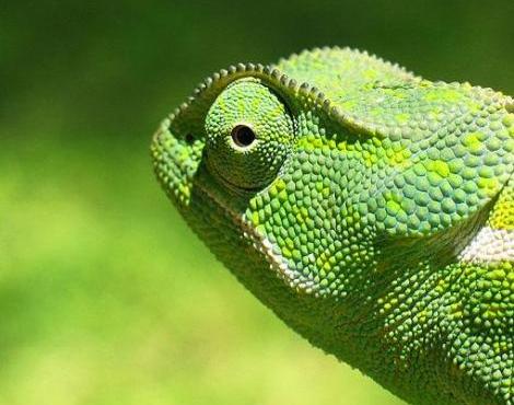 Photo Chameleon