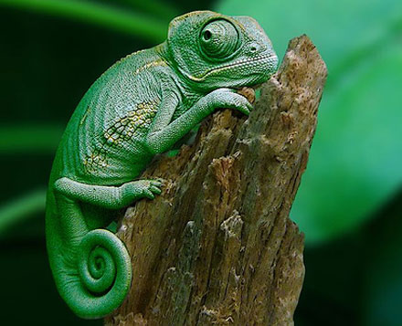 Chameleon photo 