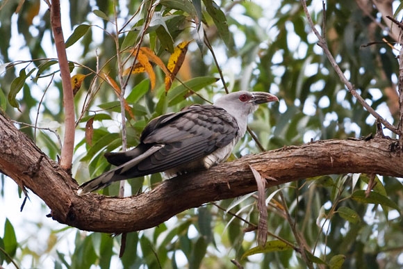 Channel-billed cuckoo
