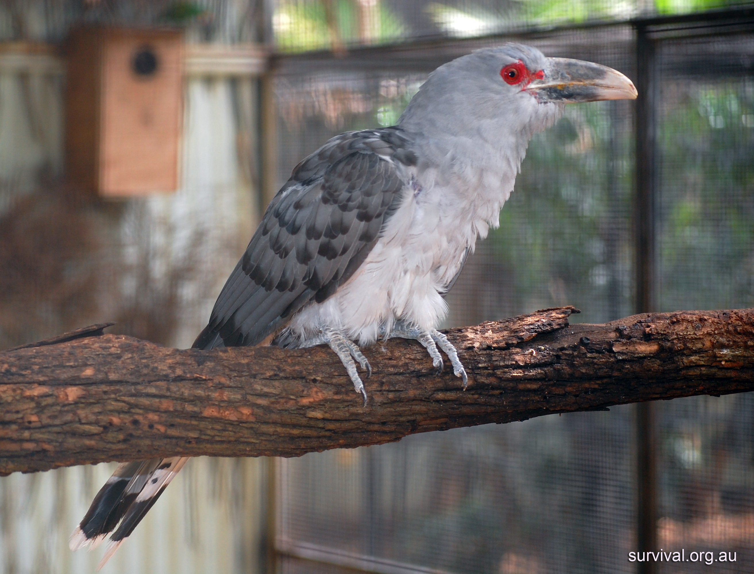 Pretty Channel-billed cuckoo
