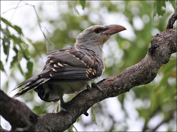 Pretty Channel-billed cuckoo