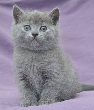 Pretty Chartreux - Cat Breed