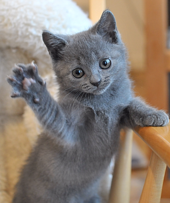 Chartreux - Cat Breed wallpaper
