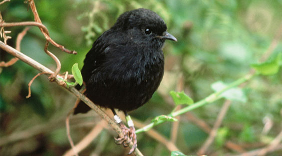 Pretty Chatham Island black robin