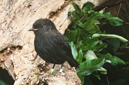 Pretty Chatham Island black robin