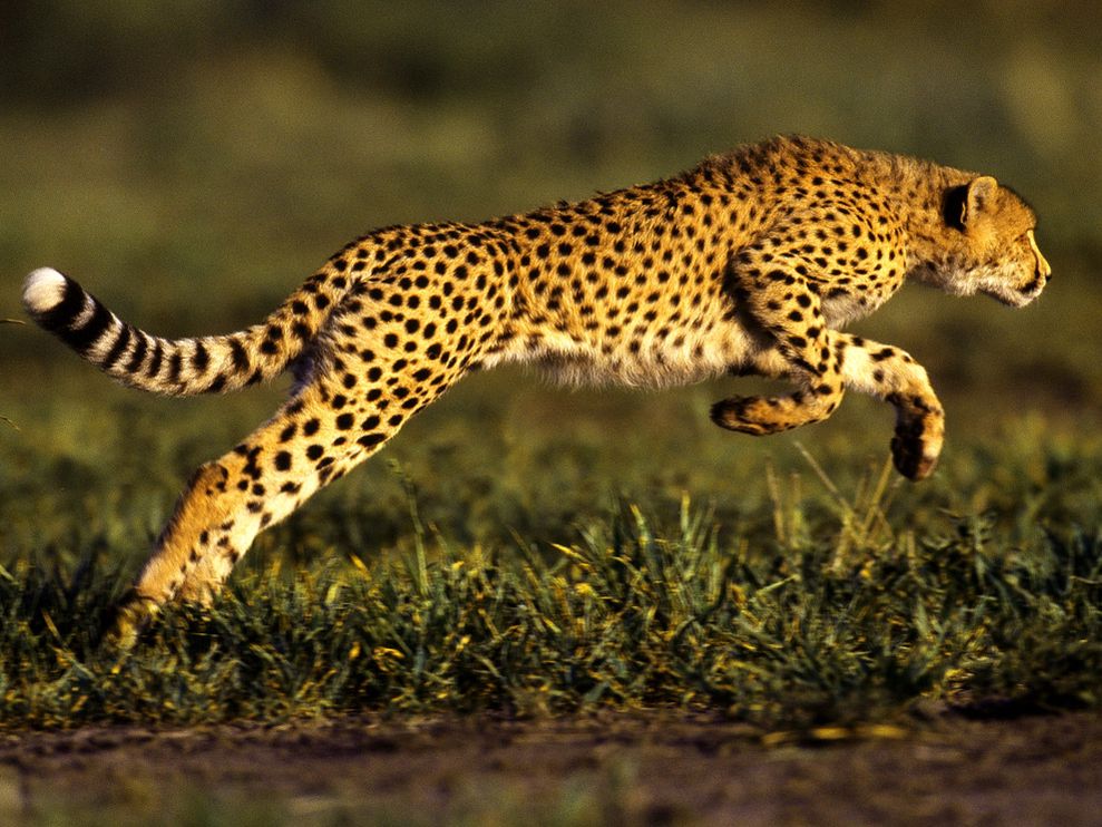 Cool Cheetah