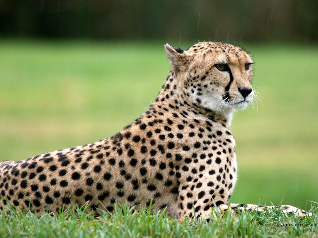Cute Cheetah