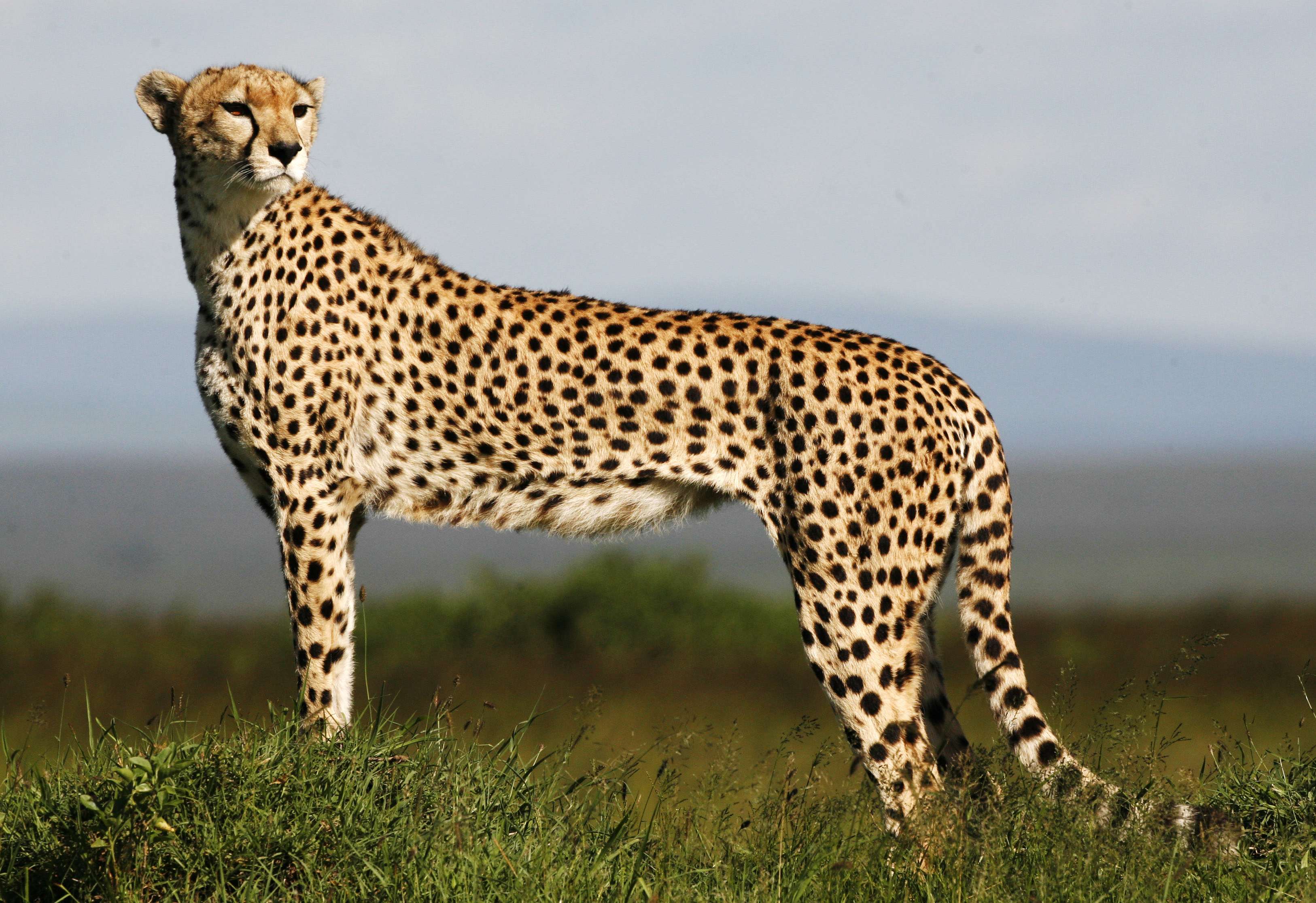 Cheetah wallpaper