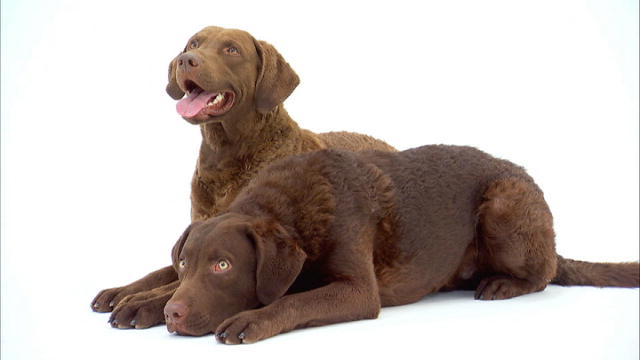 Chesapeake Bay Retriever - Dog Breed