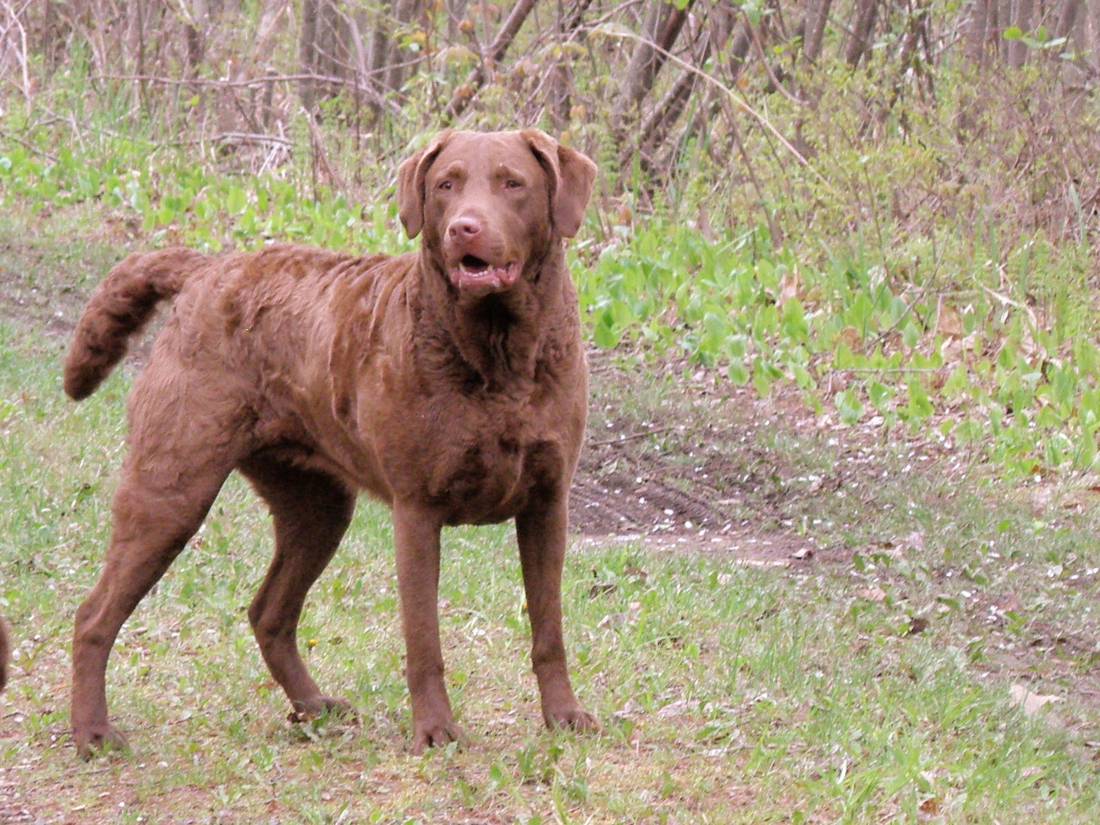 Nice Chesapeake Bay Retriever - Dog Breed