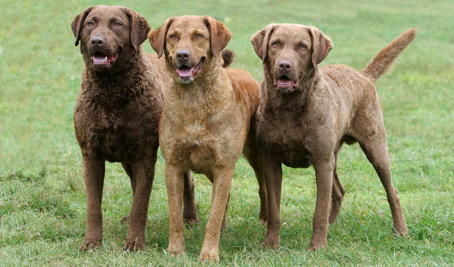 Wallpaper Chesapeake Bay Retriever - Dog Breed