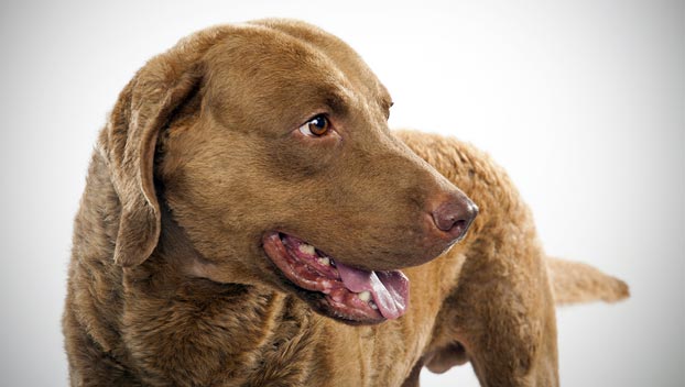Photo Chesapeake Bay Retriever - Dog Breed