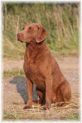 Chesapeake Bay Retriever - Dog Breed wallpaper