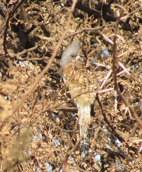 Pretty Chestnut-backed mousebird