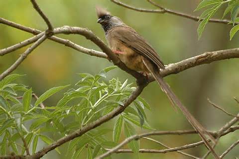 Pretty Chestnut-backed mousebird