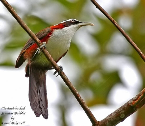 Chestnut-backed scimitar-babbler