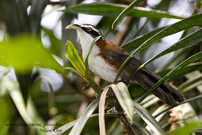 Pretty Chestnut-backed scimitar-babbler