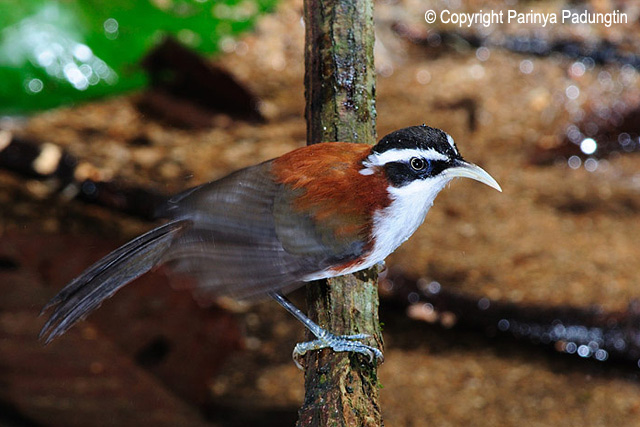 Pretty Chestnut-backed scimitar-babbler