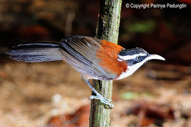 Pretty Chestnut-backed scimitar-babbler