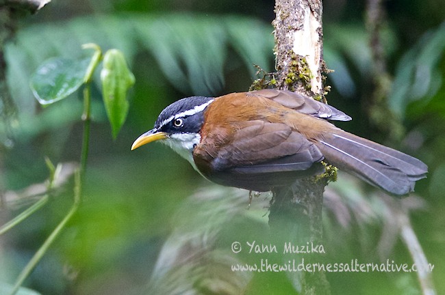 Pretty Chestnut-backed scimitar-babbler
