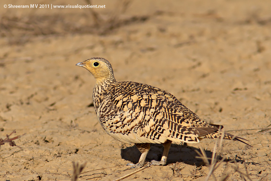 Chestnut-bellied sandgrouse