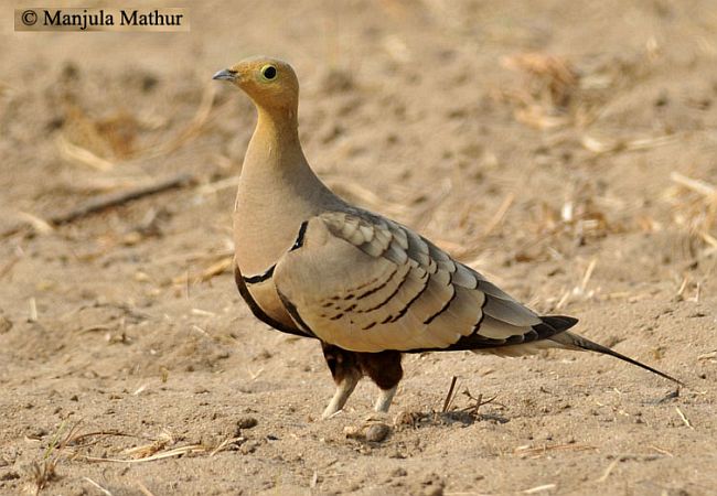 Pretty Chestnut-bellied sandgrouse