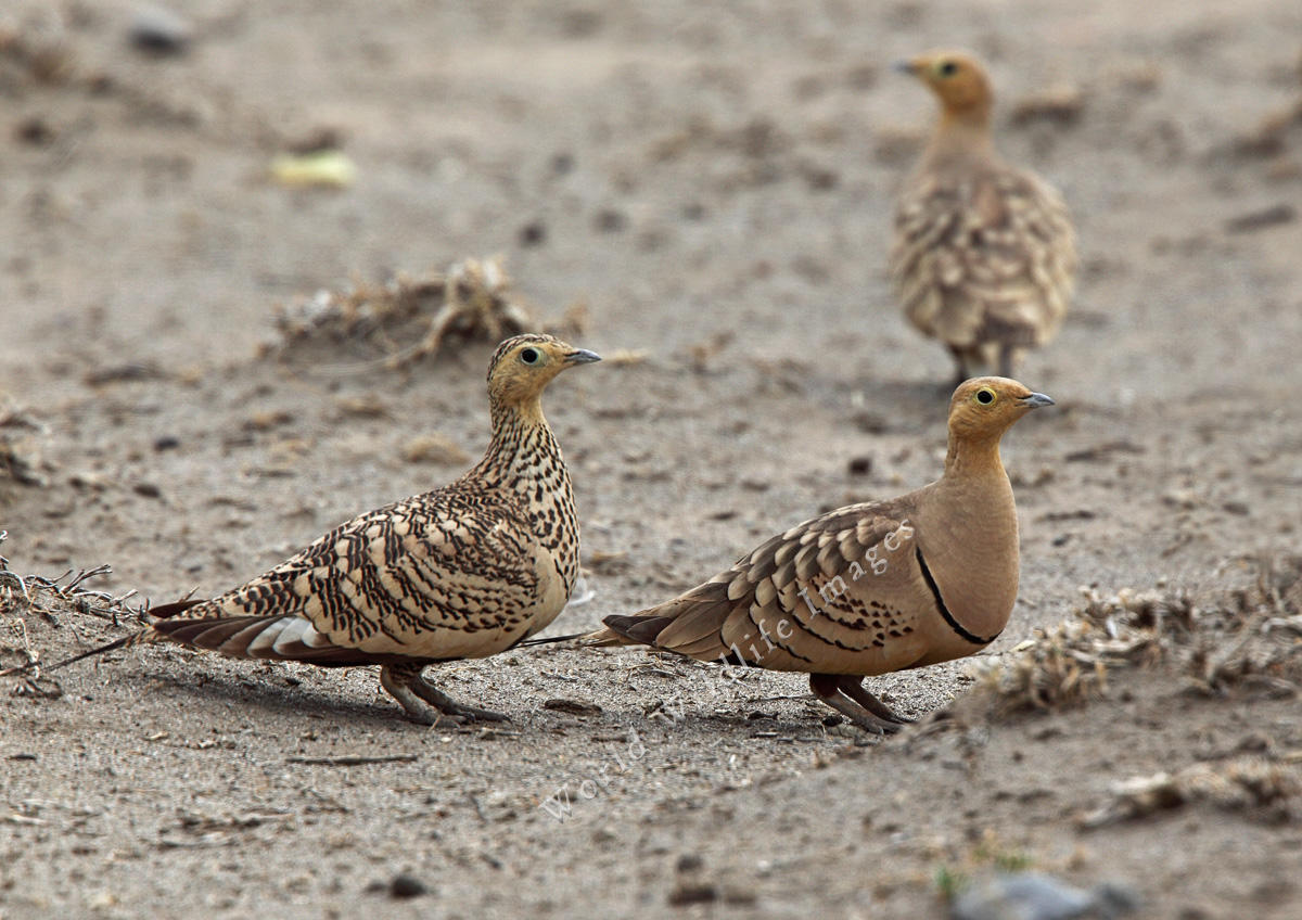 Pretty Chestnut-bellied sandgrouse