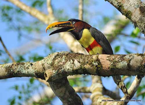 Chestnut-eared aracari