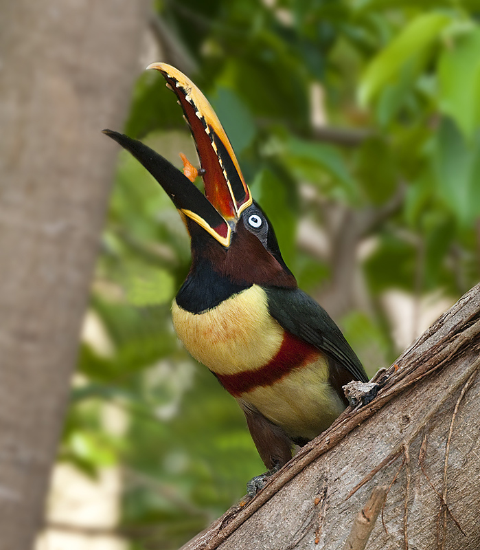 Pretty Chestnut-eared aracari