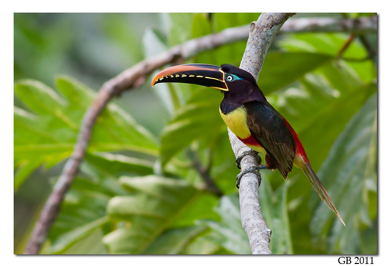 Pretty Chestnut-eared aracari