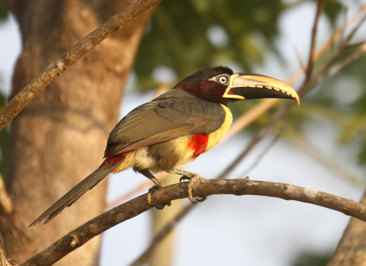 Pretty Chestnut-eared aracari