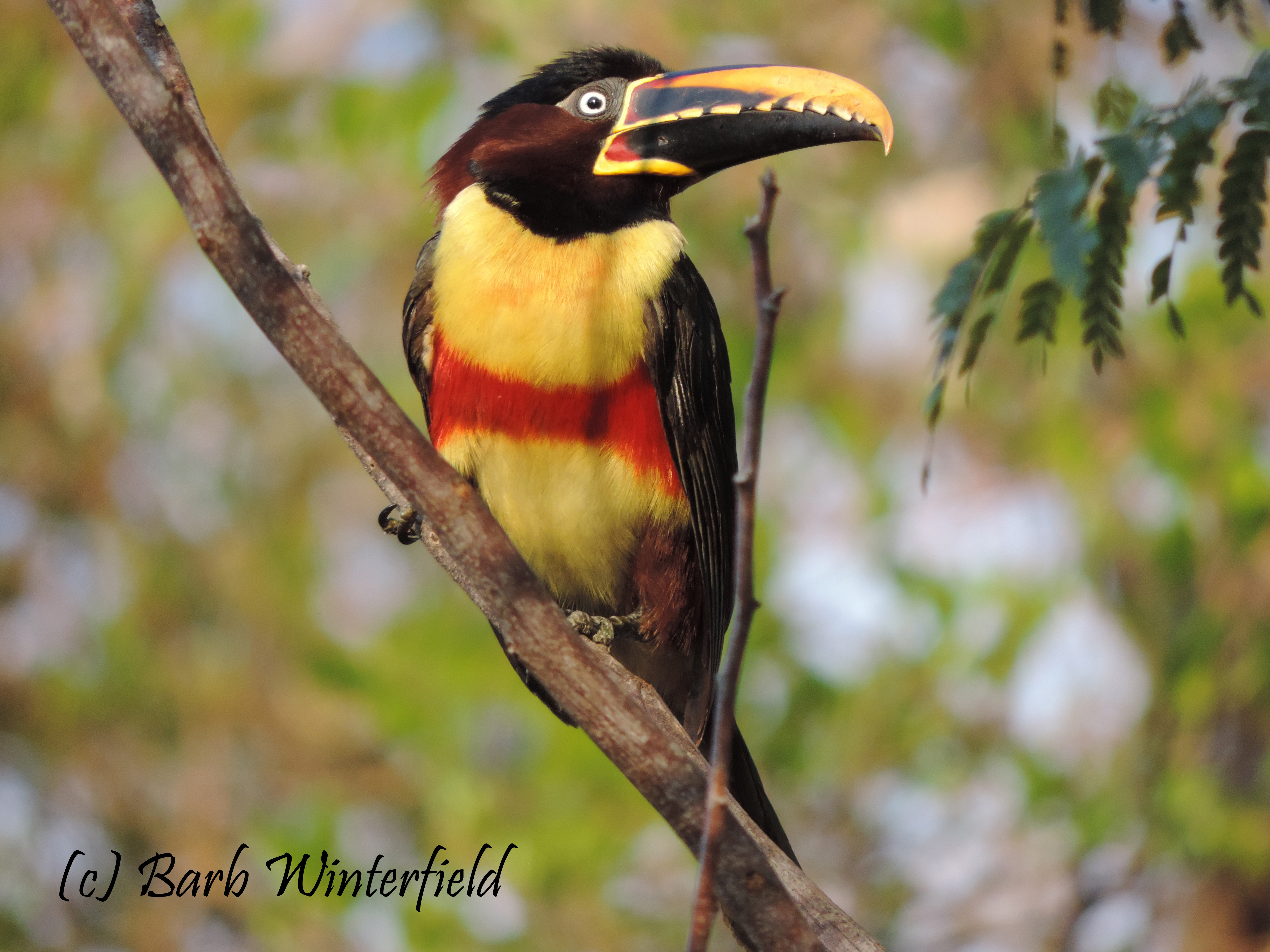 Pretty Chestnut-eared aracari