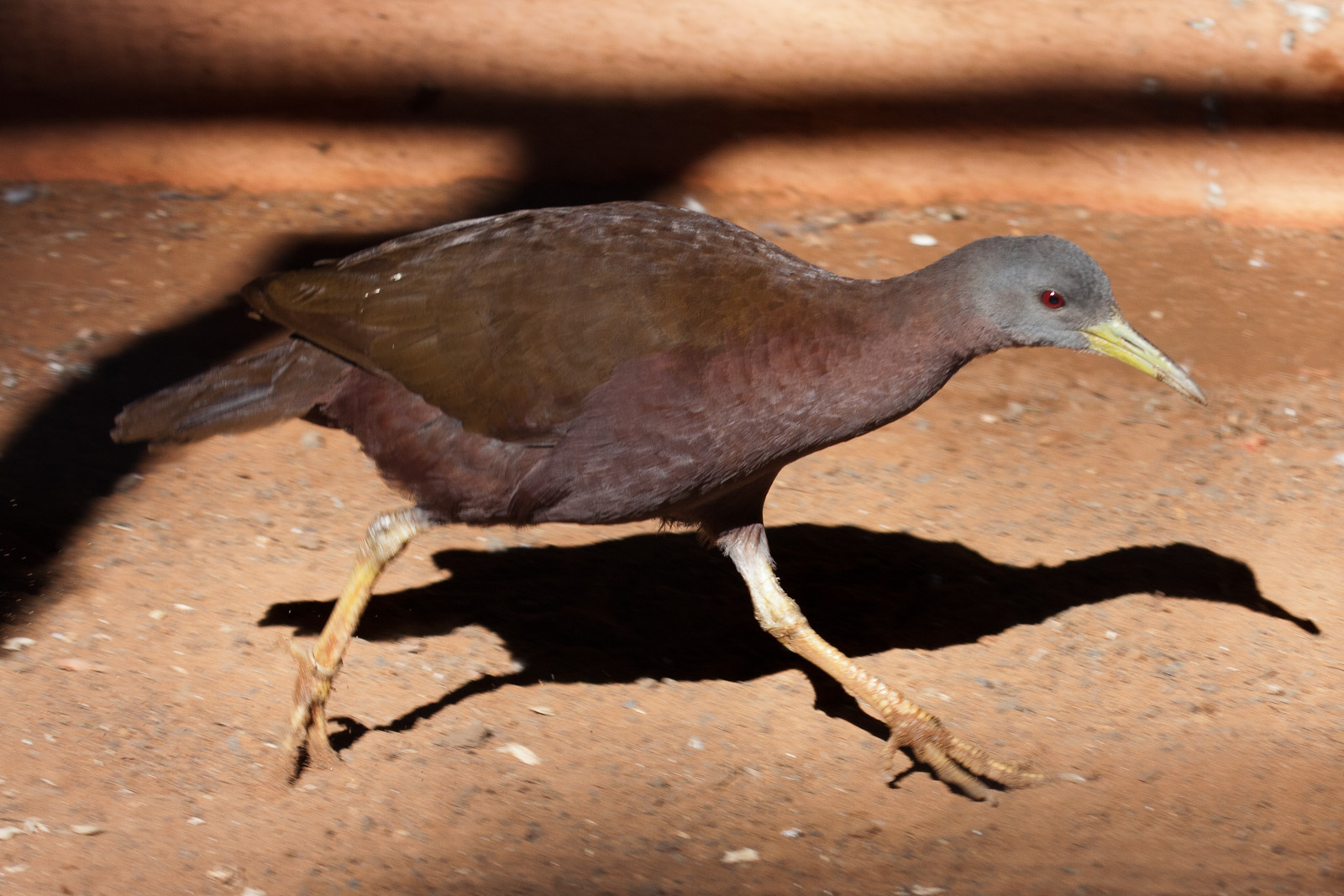 Chestnut rail