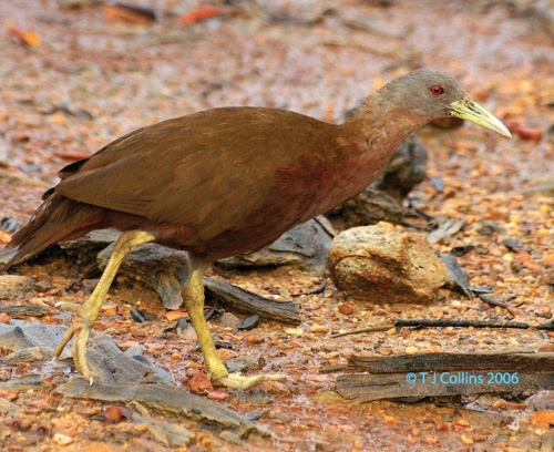 Pretty Chestnut rail