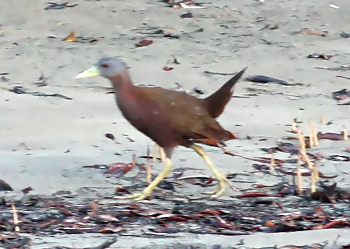 Pretty Chestnut rail